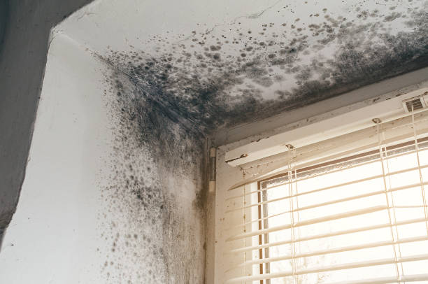 Affordable Mold Cleanup solutions in Marion, PA